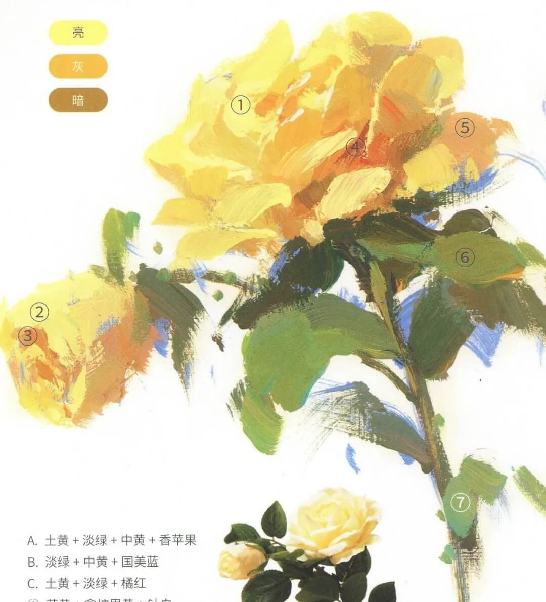 【广州画室高分干货分享】丨色彩静物中月季花的刻画步骤！