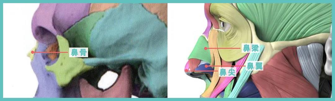 五官局部 |鼻子专题 2-2-2.鼻子的骨骼与肌肉分析3