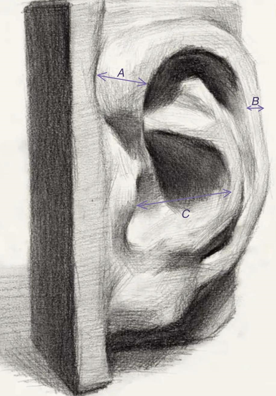 素描耳朵怎么画美术培训班全方位解析耳朵画法